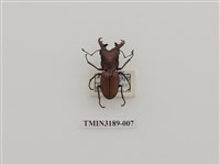 藏品(細身赤鍬形蟲)的圖片